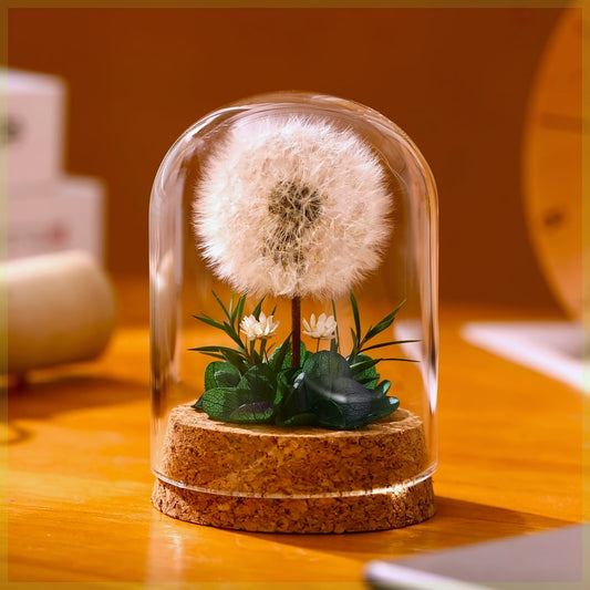 כיפת זכוכית עם שן־הארי – משאלה קטנה שנשארת