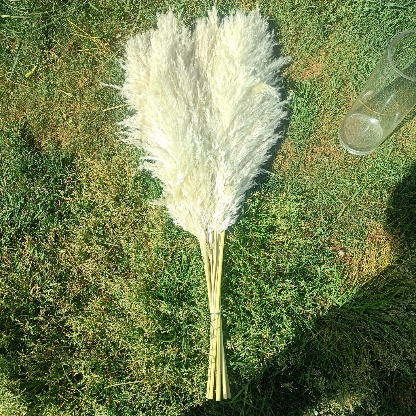 מארז 10 ענפי פמפס 100 ס״מ — פרחים מיובשים רכים ומלאים