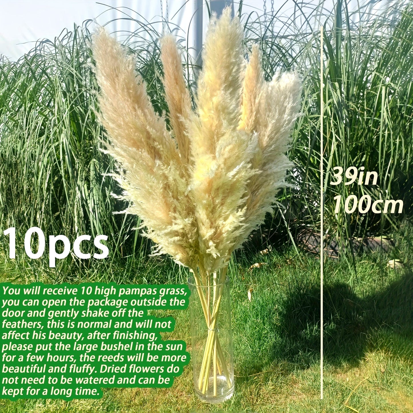 מארז 10 ענפי פמפס 100 ס״מ — פרחים מיובשים רכים ומלאים