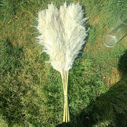 מארז 10 ענפי פמפס 100 ס״מ — פרחים מיובשים רכים ומלאים