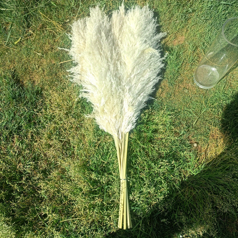 מבט מקרוב — 10 גבעולים יחד