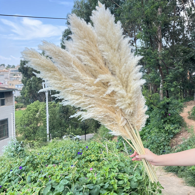 זר פמפס ביד — צבע טבעי שמפניה